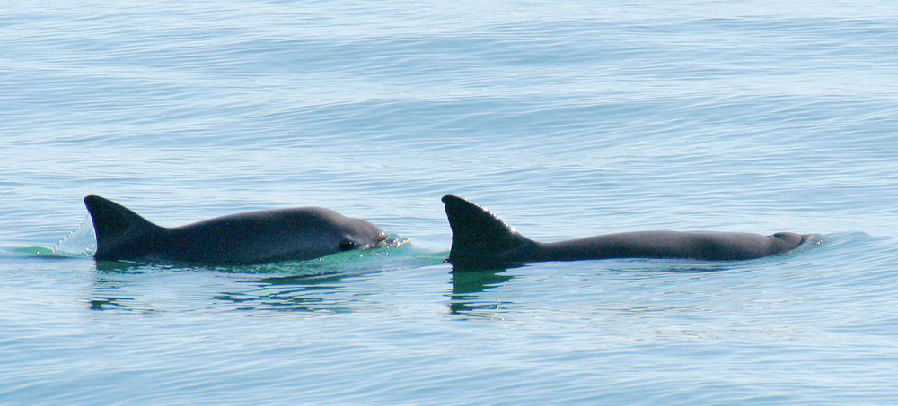 The Ocean's Rarest Mammal Has a Few Final Lessons to Teach Us