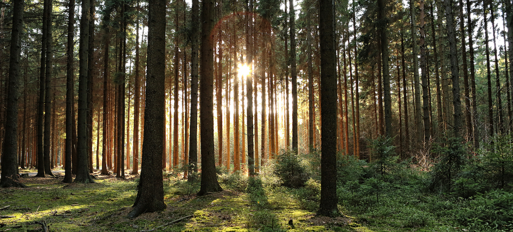 Tropical Forests Can Regenerate in Just 20 Years Without Human Interference