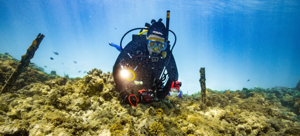 First IVF Corals Spawn Successfully on Great Barrier Reef