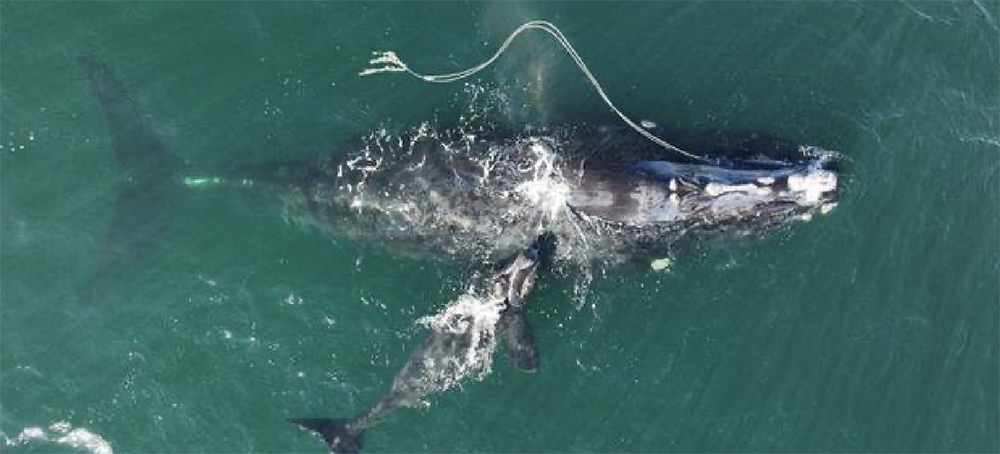 Endangered Right Whale Gives Birth While Entangled In Fishing Gear