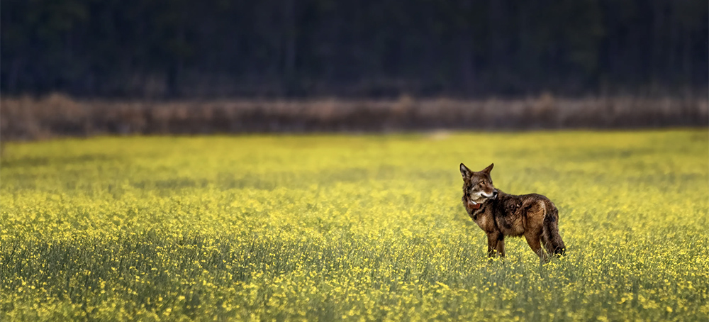 How to Teach Wolves to Be Wild