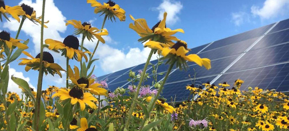 Solar Farms Could Boost Bumblebee Populations, Study Says