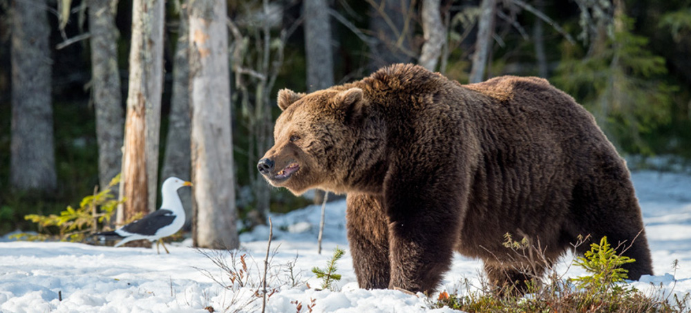 Montana Could Soon Allow Grizzly Bear Hunting for First Time in Decades