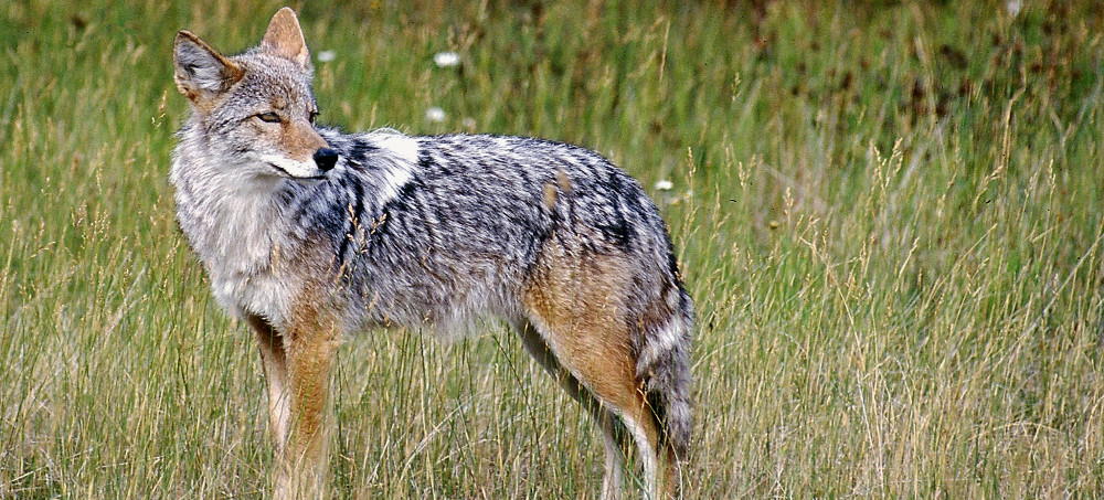 New Legal Battle Over Predator Killing in Nevada Wilderness