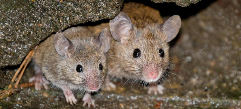 Helicopters to Drop Poison on California's Farallon Islands Amid 'Plague' of Mice