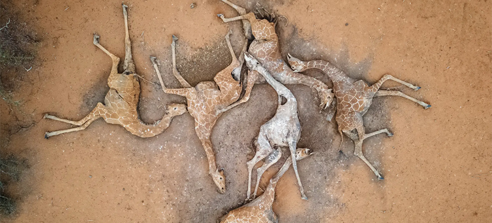 Heartbreaking Photo of Dead Giraffes in Kenya Show Effects of a Year-Long Drought