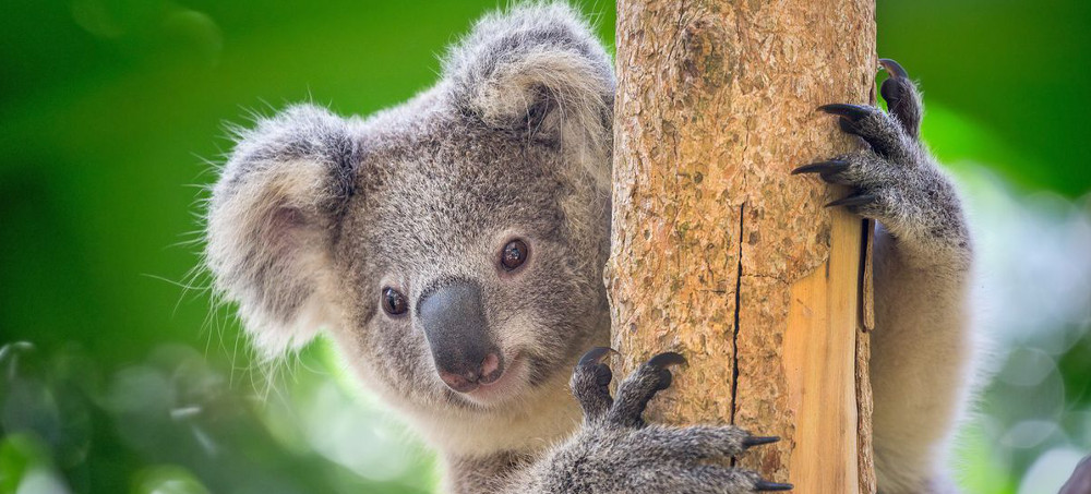 Alleged 'Koala Massacre' Prompts Hundreds of Animal Cruelty Charges