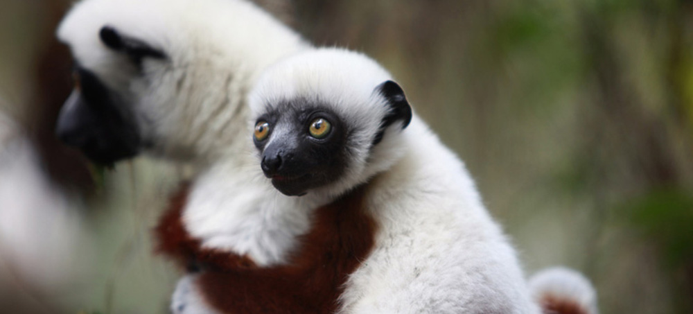 'Unprecedented' Fires in Madagascar National Park Threaten Livelihoods and Lemurs