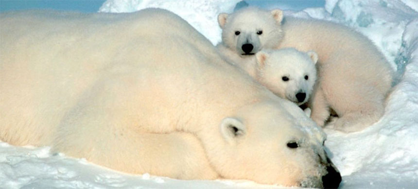 Lawsuit to Protect Arctic Polar Bears From Oil Drilling Launched Against Biden Administration