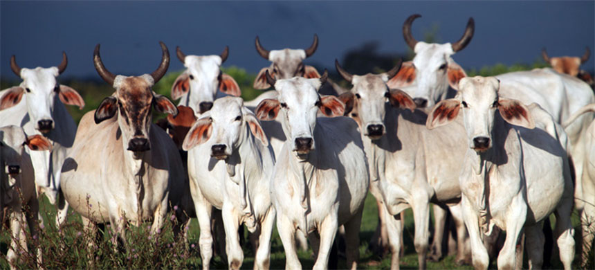 'Rampant Forest Destruction' Wracks Reserve as Cattle Ranching Advances in Brazilian Amazon