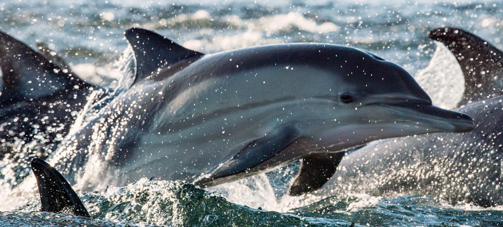 Plastic Beads Could Make Fishing Nets More Visible to Cetaceans, Scientists Say