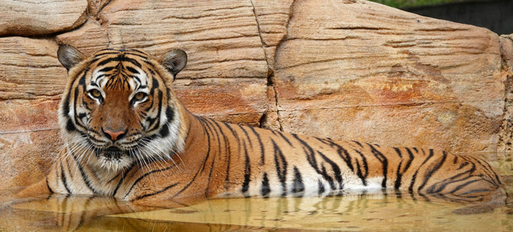 A Critically Endangered Malayan Tiger Was Shot Dead by Police After Biting a Trespasser