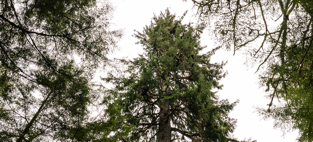 This Tree Has Stood Here for 500 Years. Will It Be Sold for $17,500?