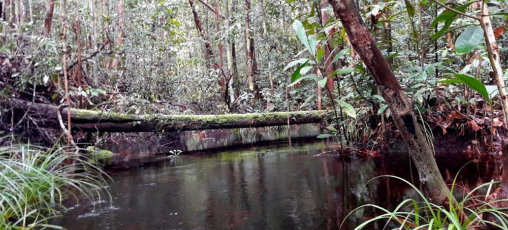 Community Control of Forests Hasn't Slowed Deforestation, Indonesia Study Finds