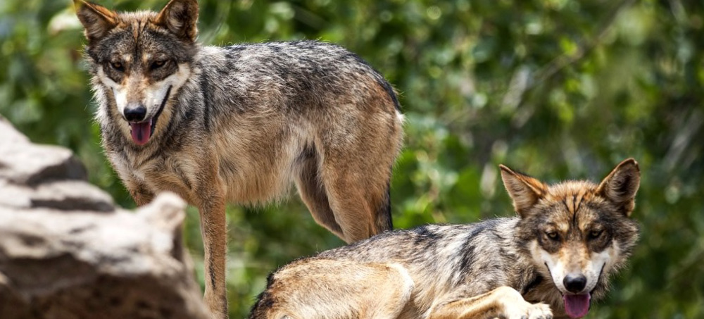 An Endangered Wolf Spent Days Searching for a Mate. The Border Wall Blocked Him.