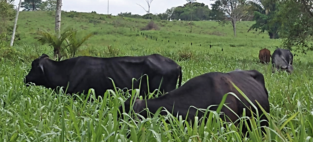 Cattle Boom in Brazil Acre Spells Doom for Amazon Rainforest, Activists Warn