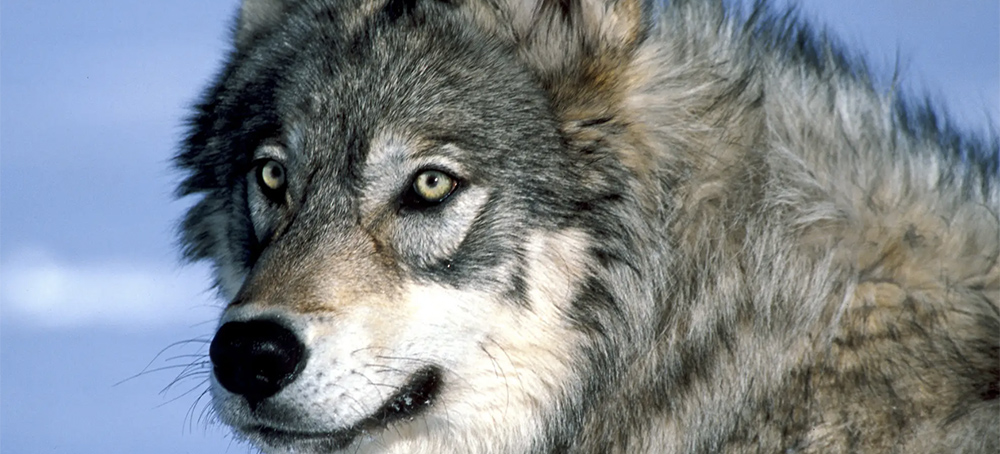 Record Number of Yellowstone Wolves Shot After Roaming Outside Park