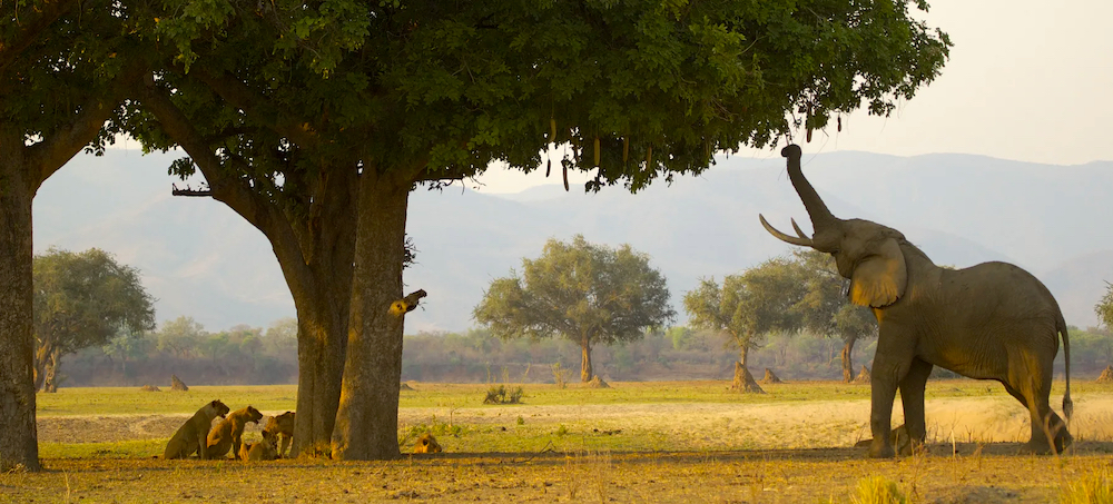 Earth Is Running Low on Wildlife. Plants Will Be Next.