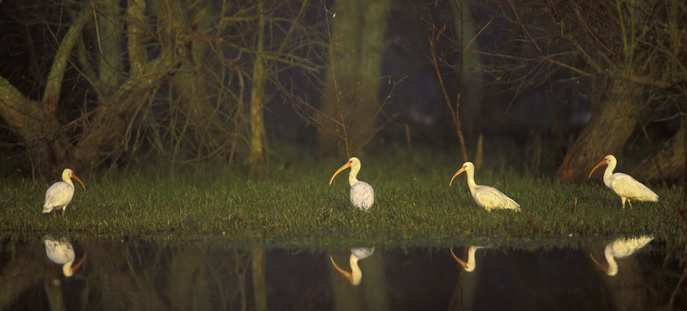 Thousands of Animals Killed After 300,000 Gallons of Diesel Spills From Louisiana Pipeline