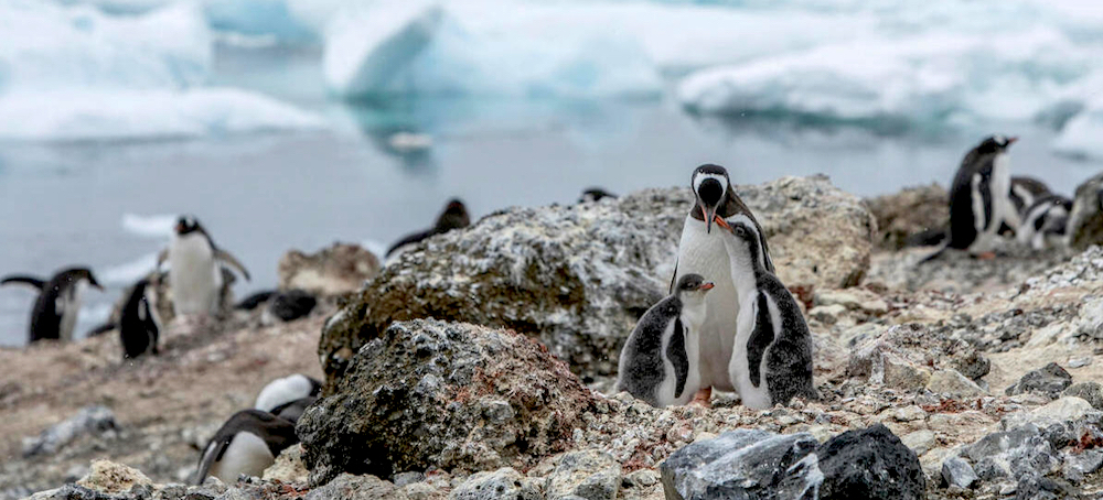 As Climate Change Melts Antarctic Ice, Gentoo Penguins Venture Further South