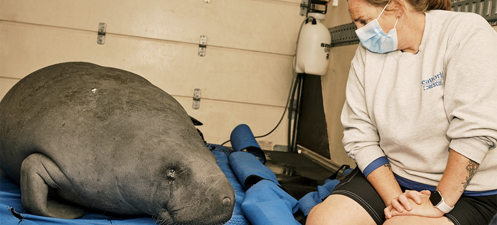 Saving the Manatees - Rescue by Rescue, Rehab by Rehab