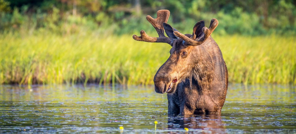 US Supreme Court Agrees to Consider Limiting Wetlands Regulation