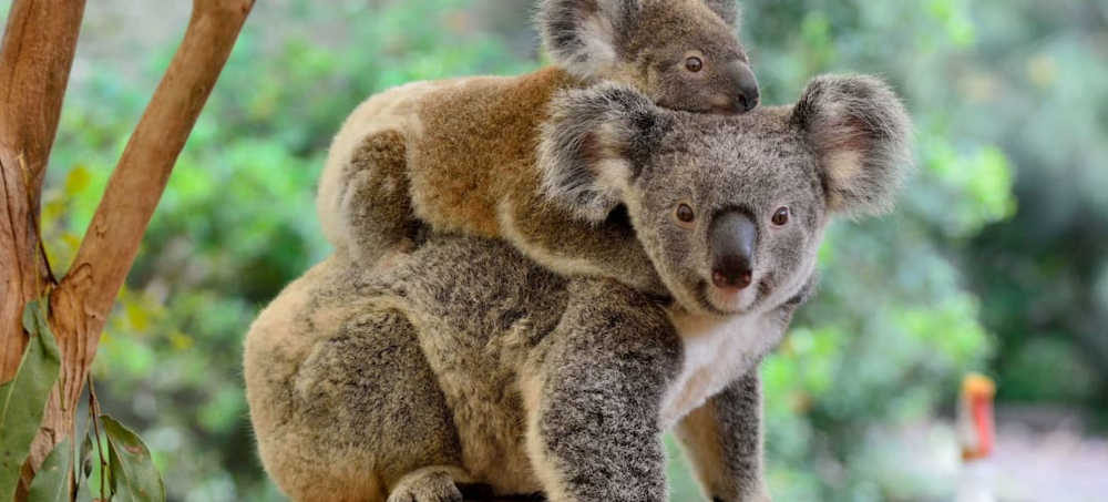 Australia to Spend a Record $35 Million to Protect Koalas