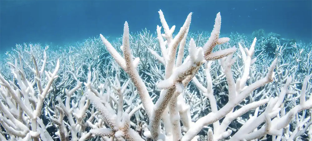 Great Barrier Reef on Verge of Another Mass Bleaching After Highest Temperatures on Record