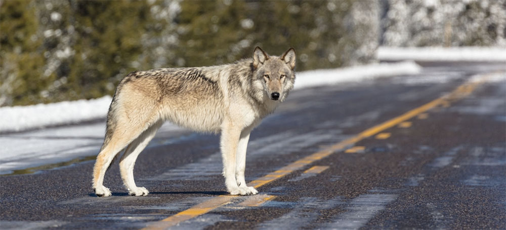 After Hunters Kill Record Number of Yellowstone Wolves, Officials Take Steps to Limit Season