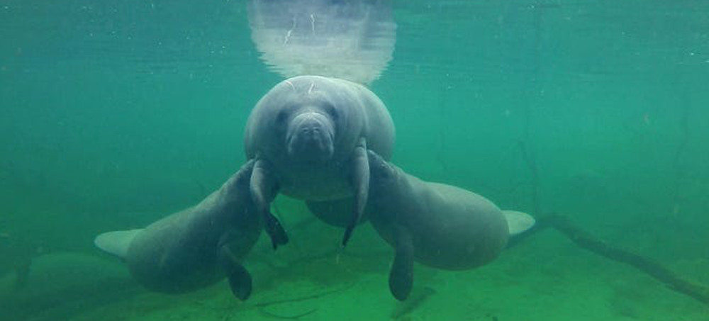 Removing Rodman Dam Would Be Manna From Heaven for Manatees