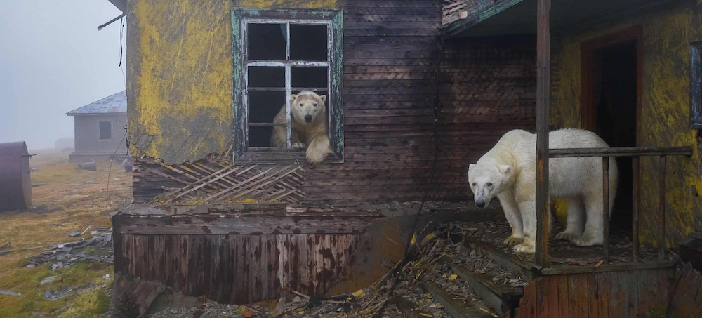 Polar Bears Move Into Abandoned Arctic Weather Station - Photo Essay