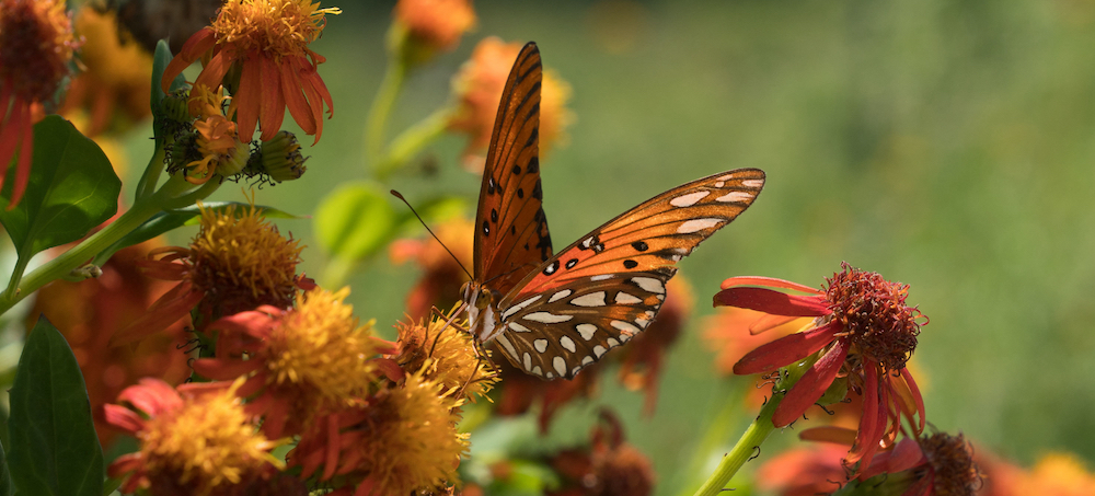 Butterfly Sanctuary That Stood Up to Trump's Border Wall Closes After Right-Wing Threats