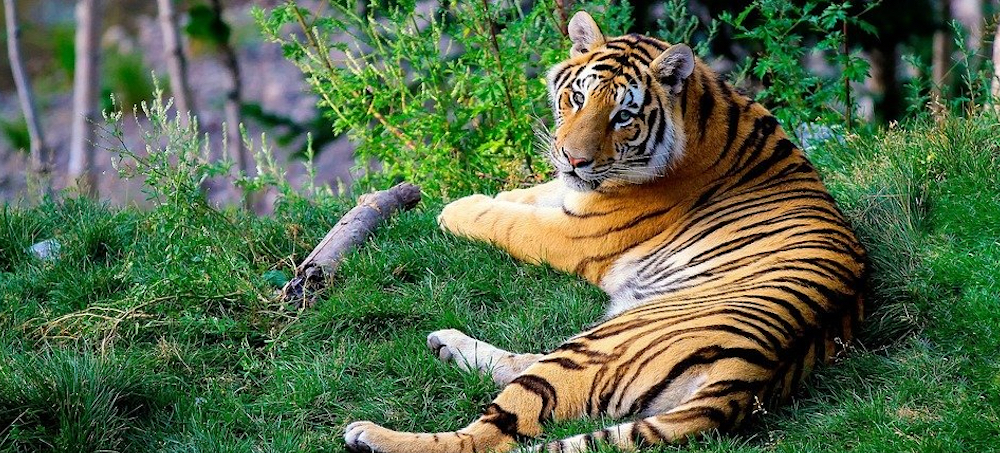 WWF Report Highlights Tiger Population Gains for the Year of the Tiger