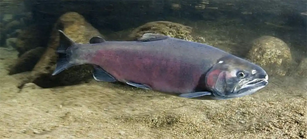 'Haven't Been Seen for 25 Years': Rains Bring Salmon Back to California Streams