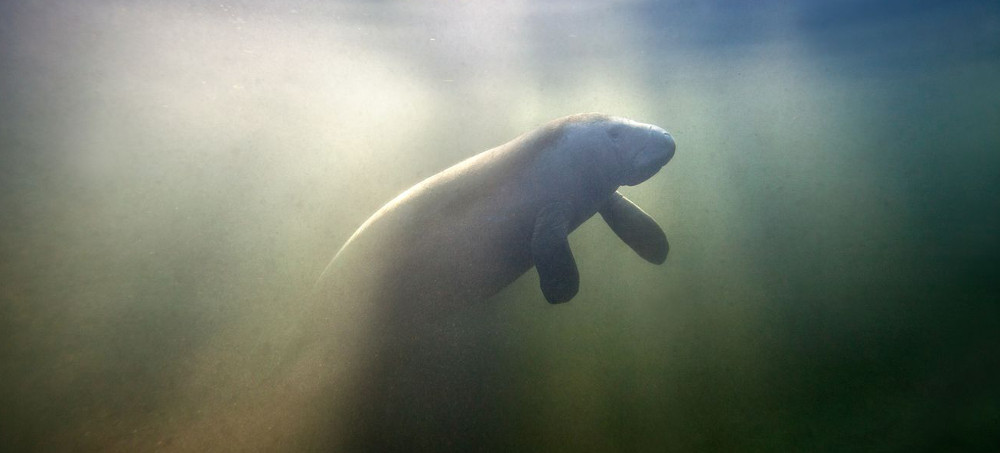 The Manatees Are Starving