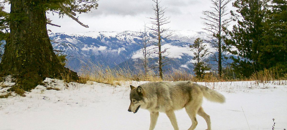 Judge Restores Federal Protections for Gray Wolves