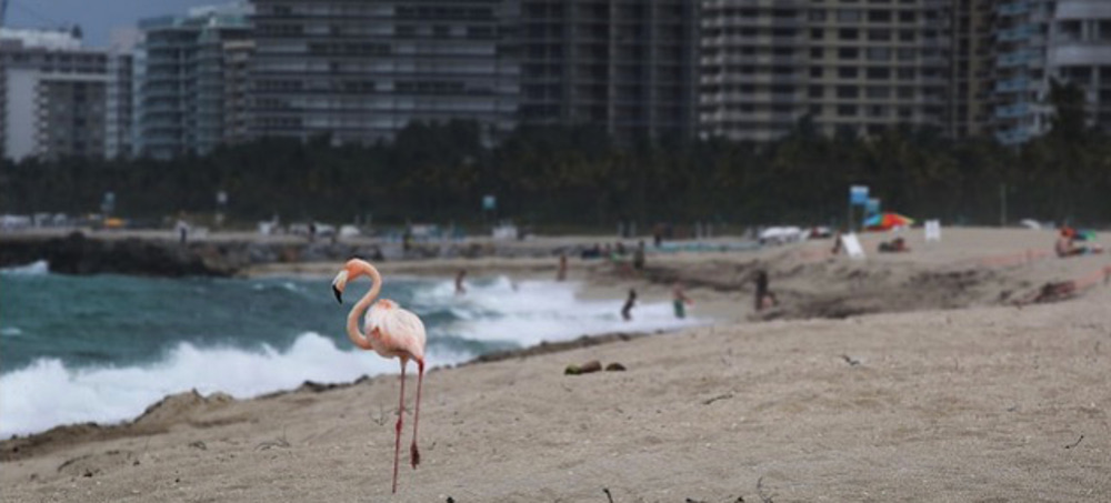 Florida's Flamingos Disappeared Decades Ago. That May Soon Change.