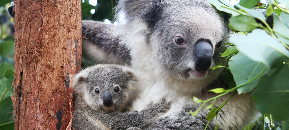 Koalas Are Now Officially an Endangered Species in Parts of Eastern Australia