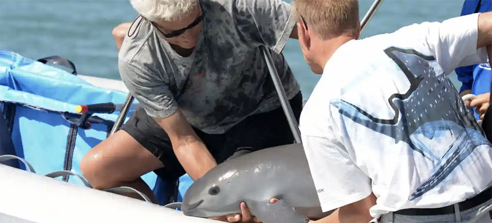 The Tiny Vaquita Porpoise Now Numbers Less Than 10. Can They Be Saved?