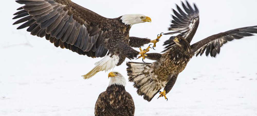 Nearly Half of US Bald Eagles Suffer Lead Poisoning