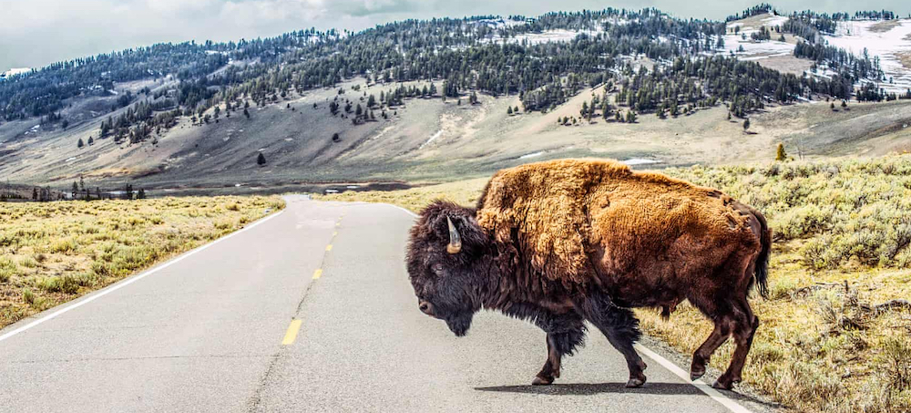 'It's a Powerful Feeling': The Indigenous American Tribe Helping to Bring Back Buffalo