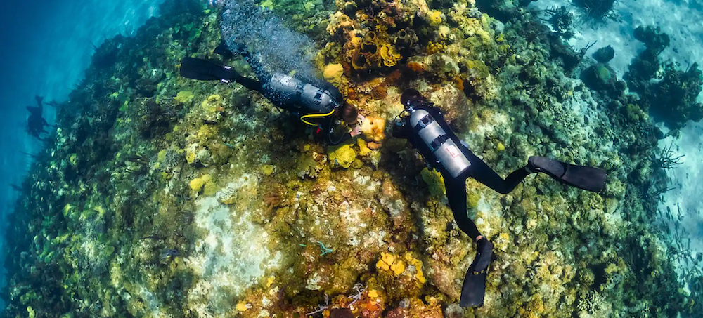 Highly Contagious Marine Epidemic Rips Through Caribbean's Coral Reefs