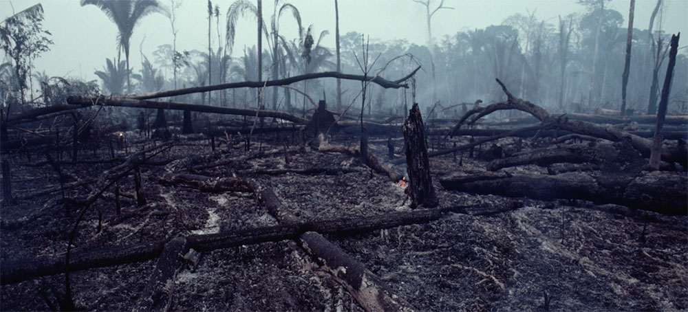 Brazil's Amazon Breaks Another Deforestation Record