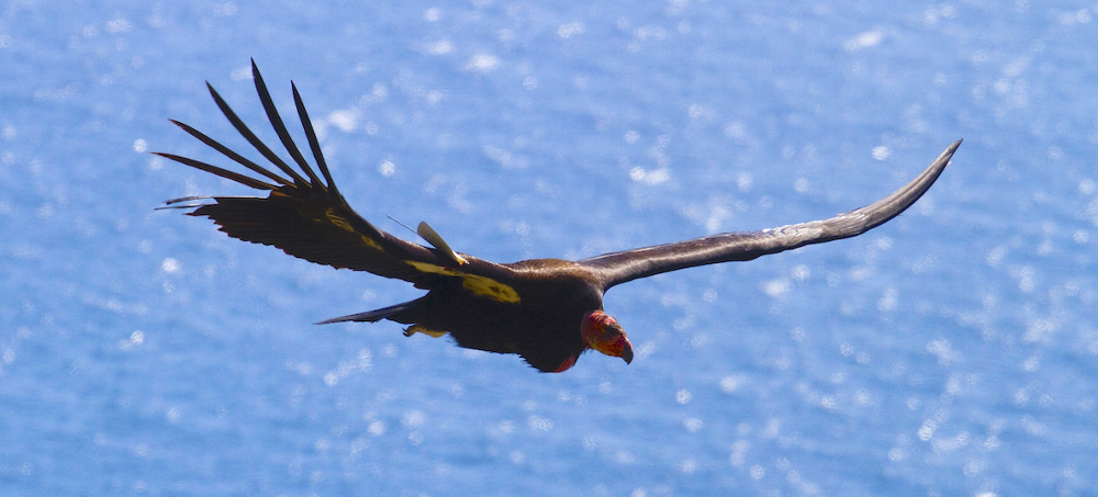 Banned DDT and PCBs Still Threaten Critically Endangered California Condors