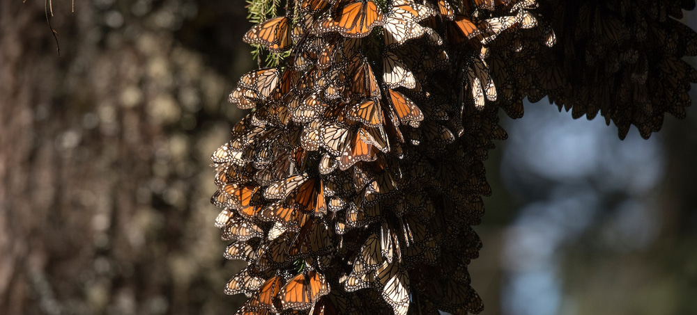 Monarch Butterfly Count Up 35% in WWF-Mexico Survey