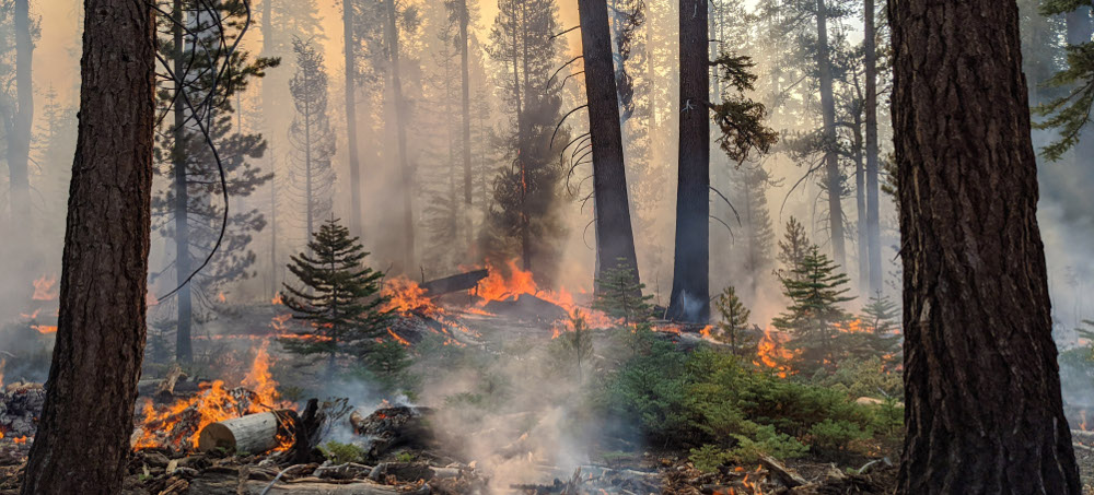 The World's Largest Trees Are Struggling to Survive Climate Change