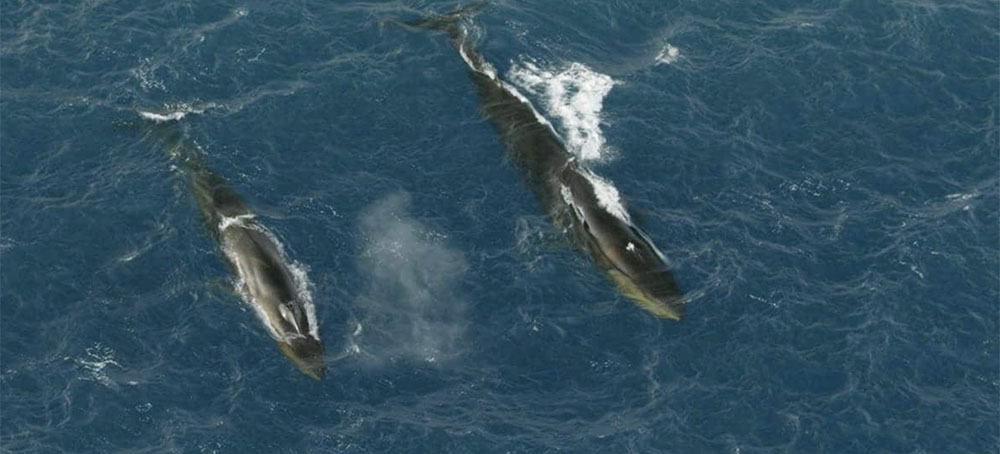 In Comeback Moment, Up to 150 Fin Whales Spotted Feeding Off Antarctica