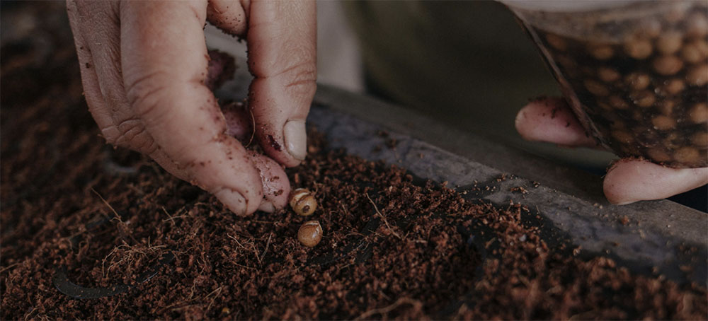 Natural Regeneration and Women-Led Initiatives Help Drive Atlantic Forest Pact