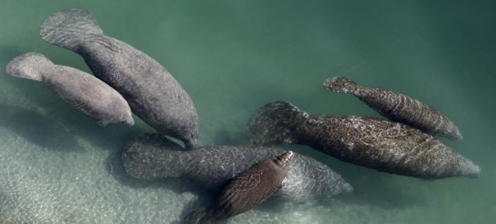 Officials: Starvation Threat Not Over for Florida Manatees