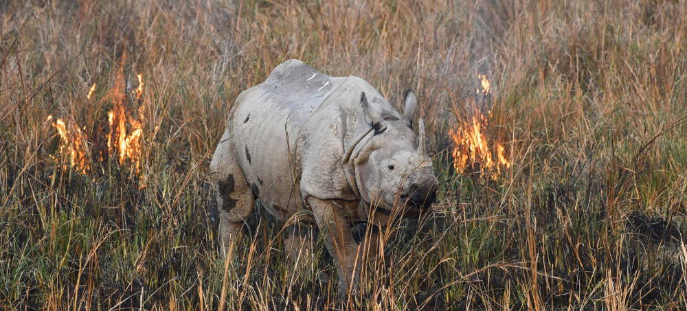 Global Biodiversity Crisis Is Worse Than We Thought, New Survey Finds